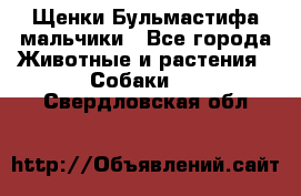 Щенки Бульмастифа мальчики - Все города Животные и растения » Собаки   . Свердловская обл.